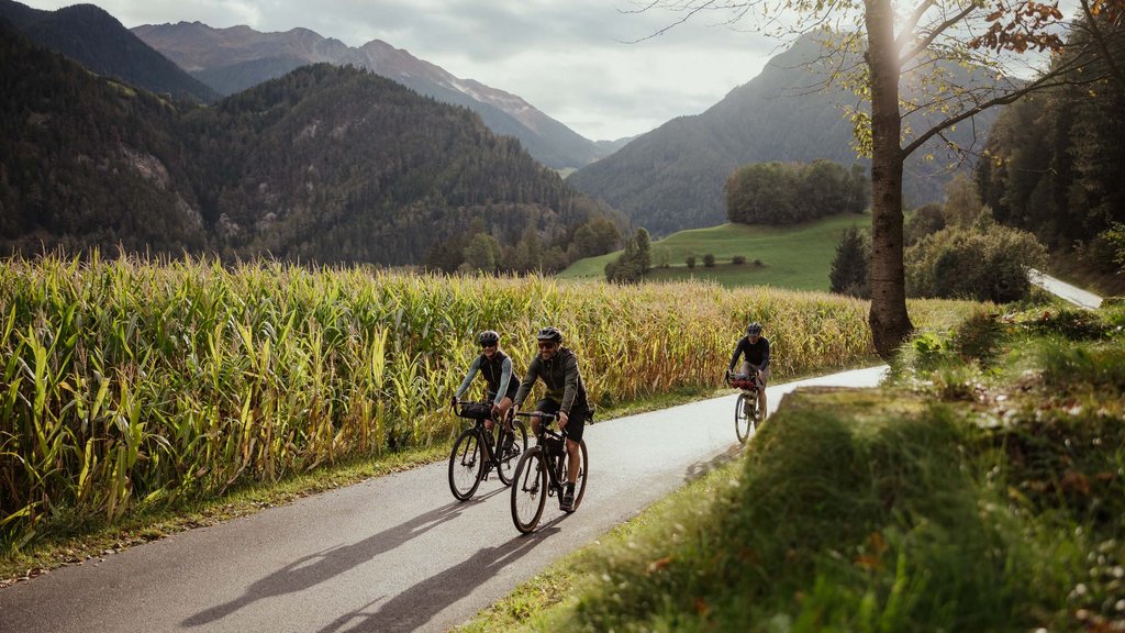 Cooles Rennradhotel in Südtirol Drei Radfahrer auf Landstraße neben Maisfeld in den Bergen bei Sonnenlicht