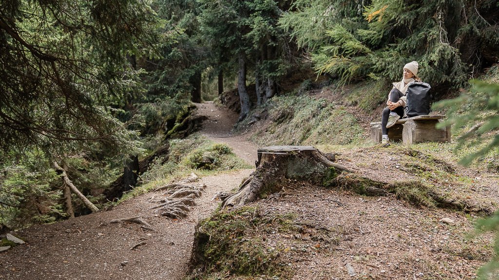 Get your body moving! Forest trail with person sitting on a bench